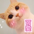 不停转圈圈的头像