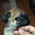 张嘉佳的头像