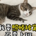 书友940433952的头像