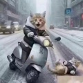 幸运的金丝猴在发财的路上的头像