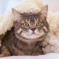 橙汁猫的头像