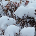 雪银花的头像