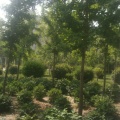 长青草的头像