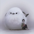 White霞的头像