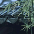 醉欲的头像
