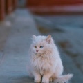 猫幼的头像