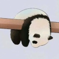 猫猫吃饭不吃鱼的头像