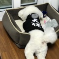 肉肉丸子的头像