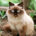 书友大猫的头像