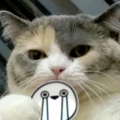 猫猫鱼的头像