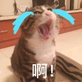 书友743206617的头像