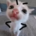 皖晚的头像