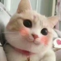 魅寂的头像