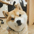紫米猫猫的头像