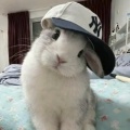 青苹果的头像