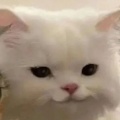 别皱眉丶的头像