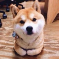 萌萌的头像