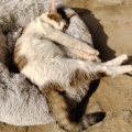 猫奴的头像