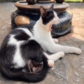 找猫的头像