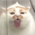 咸鱼NANA的头像