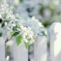 微微一笑春暖花开的头像