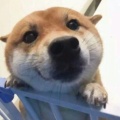 书友601780260的头像