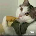 逍遥游的头像
