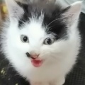 一条大书虫的头像