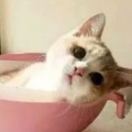 重生之爱读书的朴树的头像