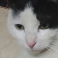 二手螃蟹的头像