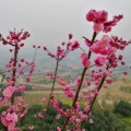 陌上花开的头像