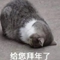 糖心苹果蛋的头像