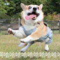 热望的头像