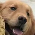 安魂曲.的头像