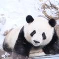树树树树的头像
