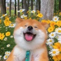 是小金鱼呀的头像