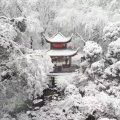 南无阿弥的头像