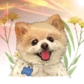 老六的头像