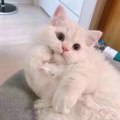 十一的头像