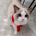 我有一只猫的头像