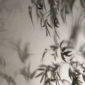 无妄生欢的头像