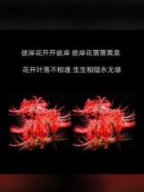 彼岸花-冷墨辰236-玄幻女强-书旗网