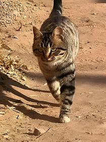 老太捡猫崽，医生：不是猫的封面