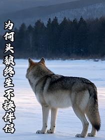 为何头狼终生不换伴侣的封面