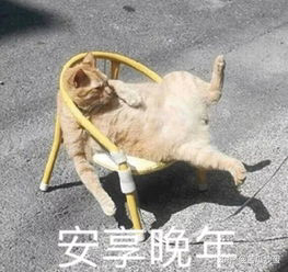 小鲨鱼亲亲的头像